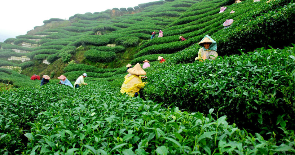 Tea-production-in-Assam_Pinterest-1200
