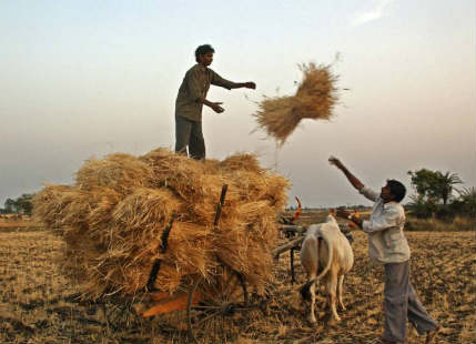 Wheat harvesting and pre-Monsoon rains in UP