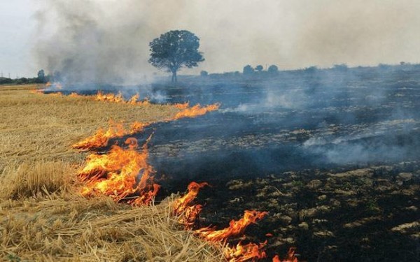 Crop Burning in Punjab-NewsClick