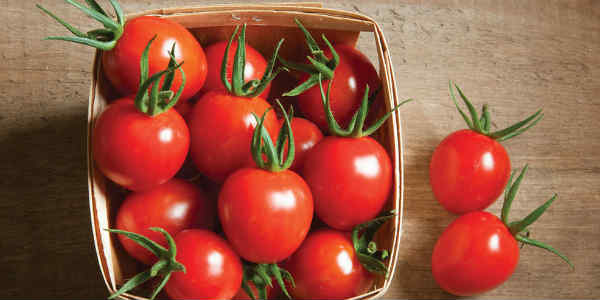 tomatoes website