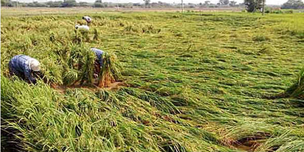Crop damage in Telangana