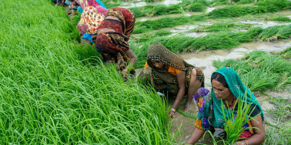 Agriculture and Union budget 2019 website