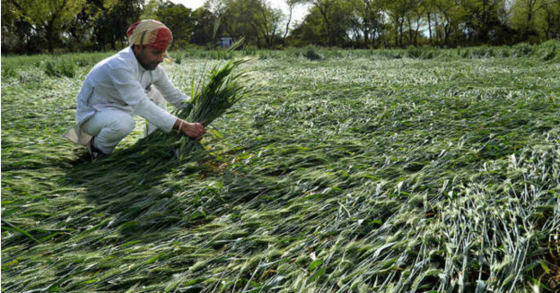 Crop damage in Punjab