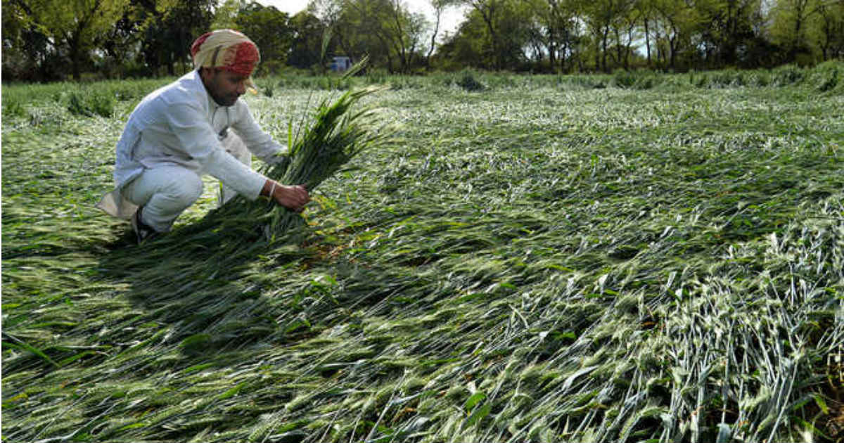 Crop damage in Punjab