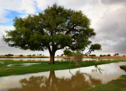 Rainfall in Rajasthan