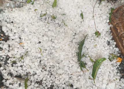 Hailstorm, rain in Punjab, Haryana to damage wheat, mustard, potato crops