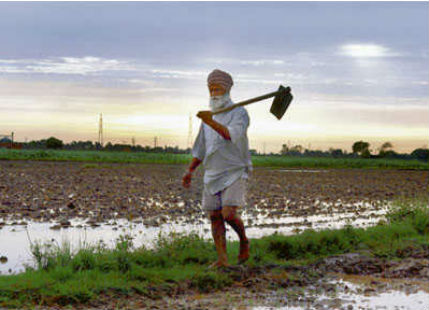 Punjab farmer