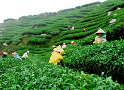 Tea Plantation in Assam