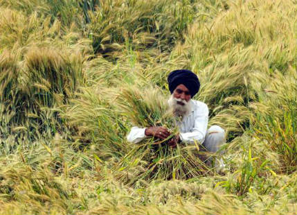 Hailstorm in Punjab, Haryana, West UP may damage wheat, black gram and mustard crops