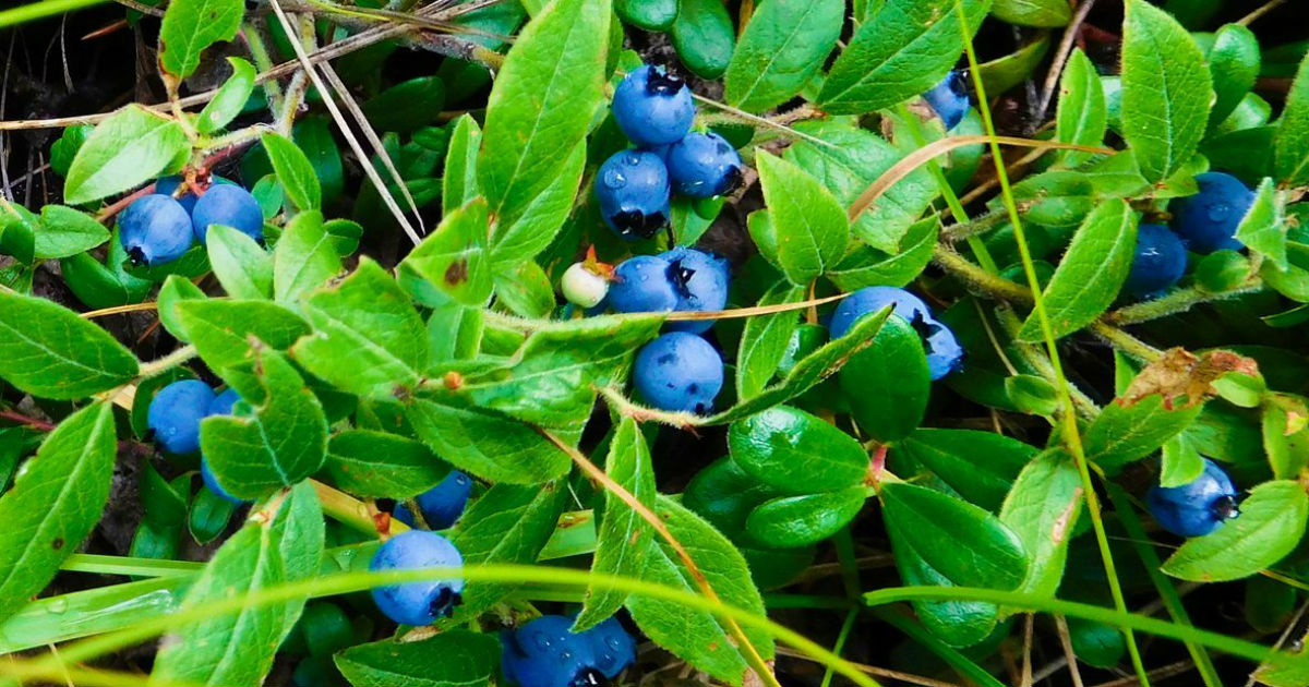 Grasses, better fertilizer for growing nutritious Blueberries Skymet