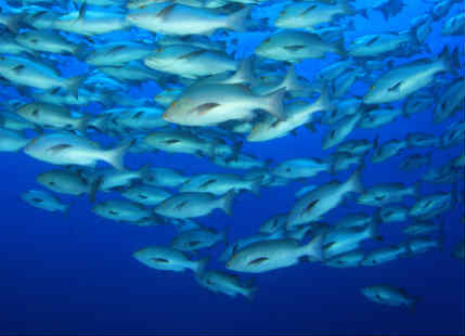 Climate Change: Fish stock in danger