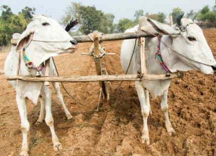 Lok Sabha Elections and Farmers
