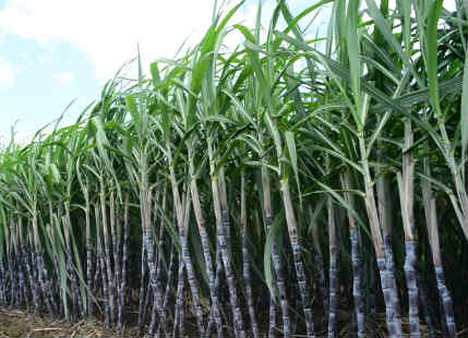 Sugarcane and Agriculture