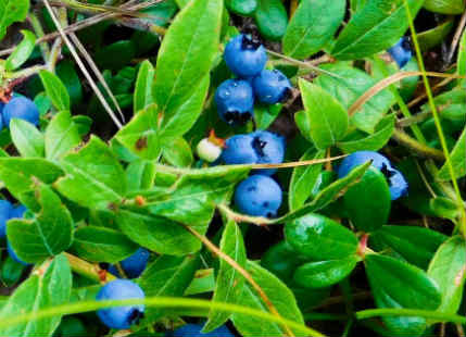 Blueberries Plant