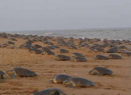 Olive Ridley Turtles