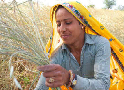 Crop Damage in Rajasthan