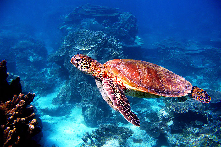 Where-To-See-Turtles-In-Australia