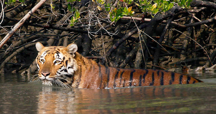 Bengal Tigers