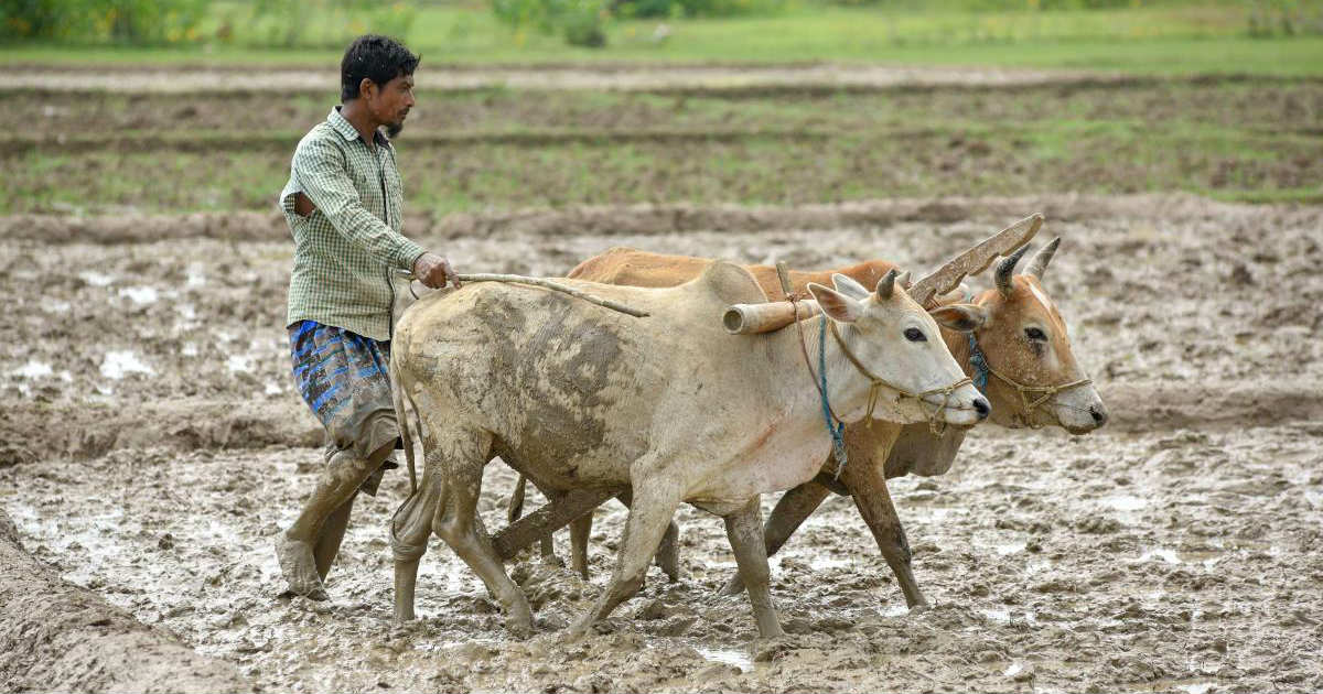 Kharif Sowing In India