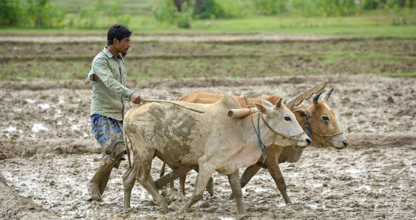 Kharif Sowing In India