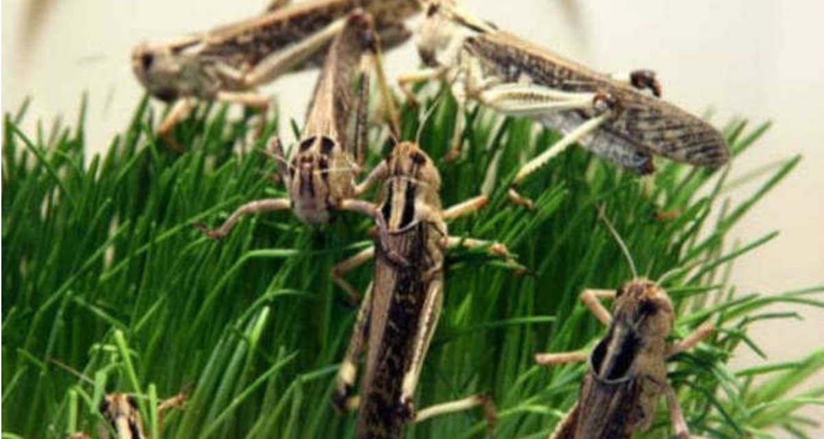 Locust attack in Rajasthan