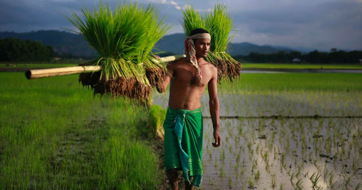 Paddy sowing Monsoon 2019- NYDailyNews 1200