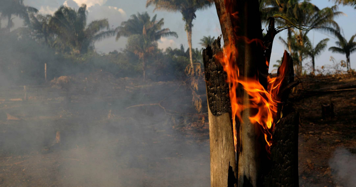 Amazon rainforest burning latest news Latest news and update on