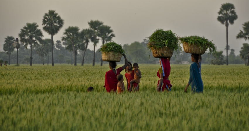 Agriculture in India 