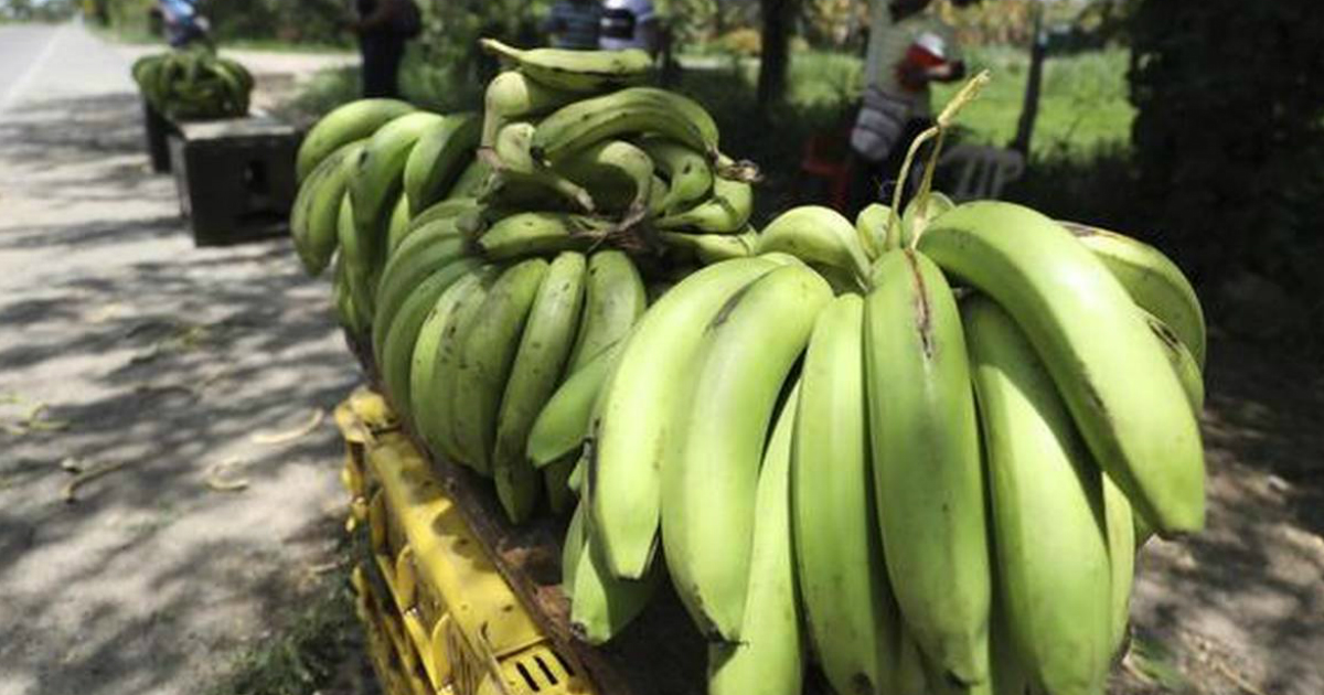 Banana production in India