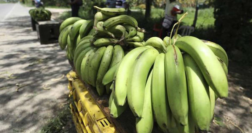 Banana production in India 
