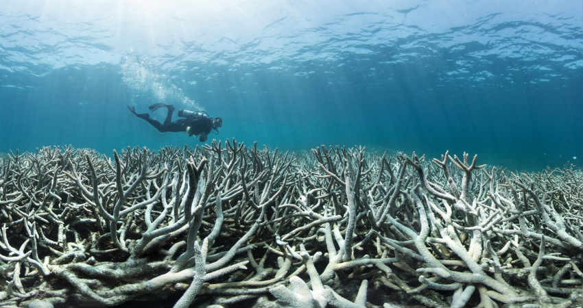 Long term outlook of Great Barrier reef turns to very poor, blame the ...