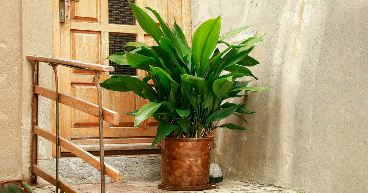 5 low maintenance house plants that require the least attention