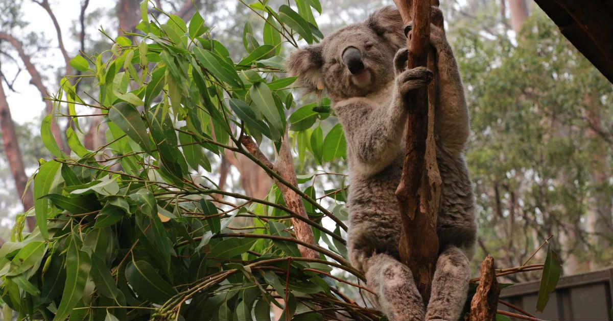 Koalas and Australian Bushfire