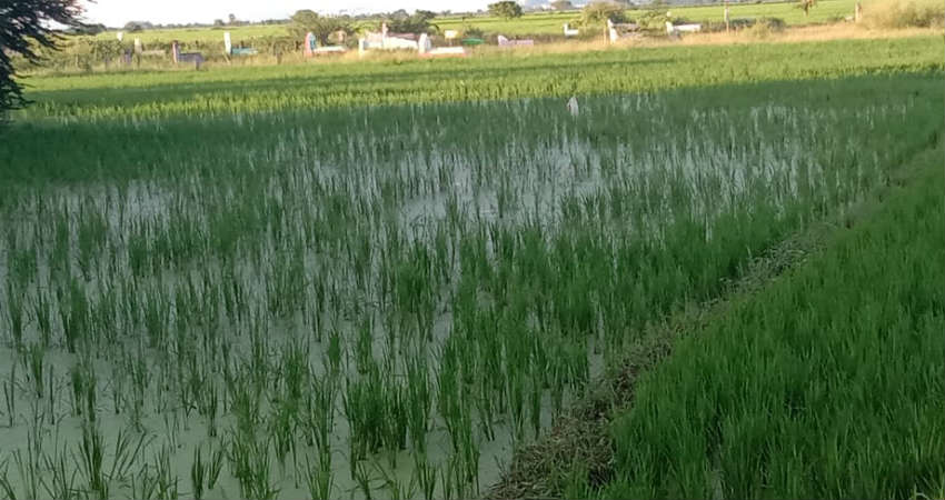 Paddy Crops Damaged in AP and Telangana