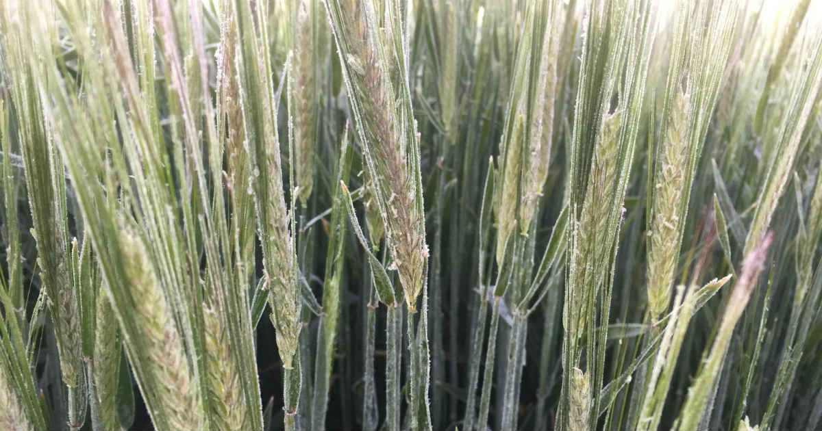 Frost and its impact on Wheat crop