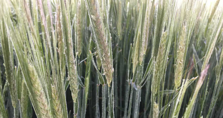 Frost and its impact on Wheat crop
