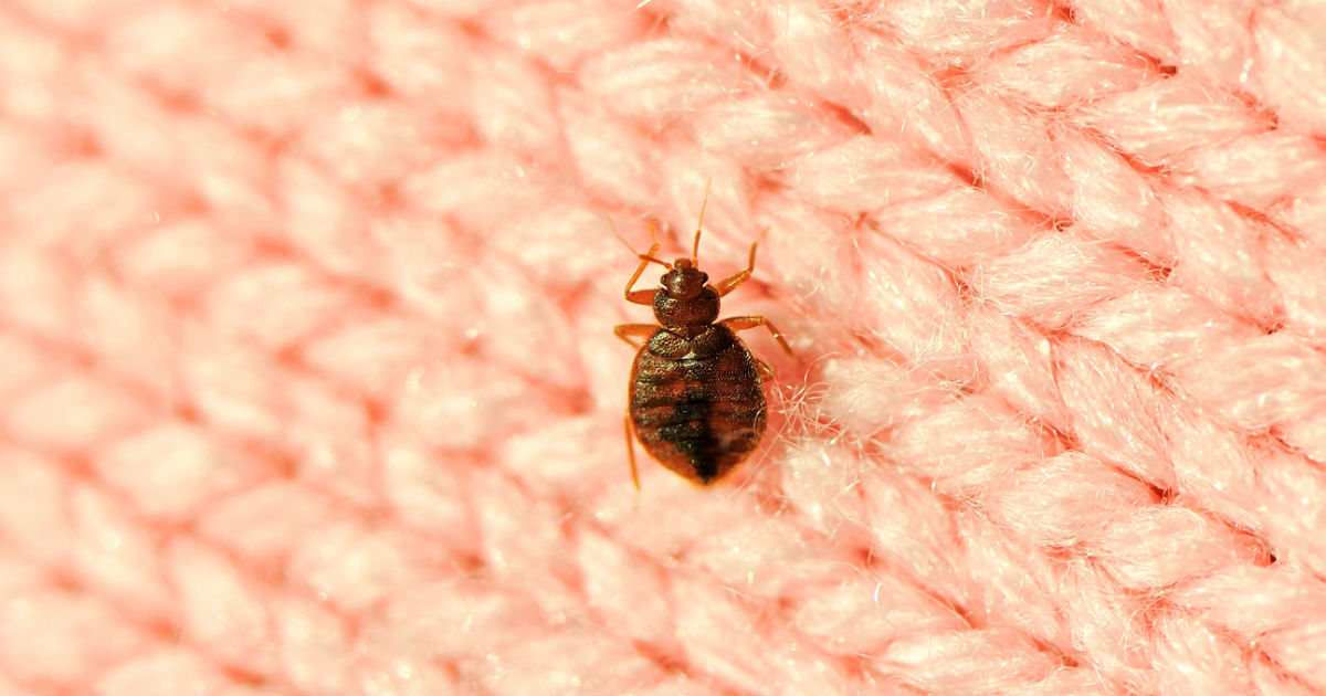 get rid of dust mites in your home