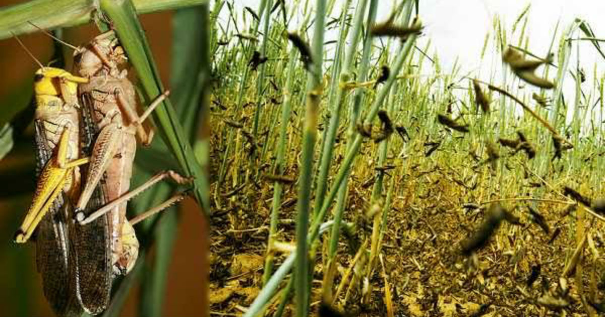 [Hindi] Locust attack wreak havoc in western districts of Rajasthan