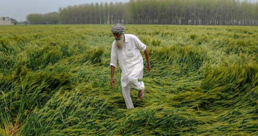 Crop Damage Due To HEavy Rains In North West India