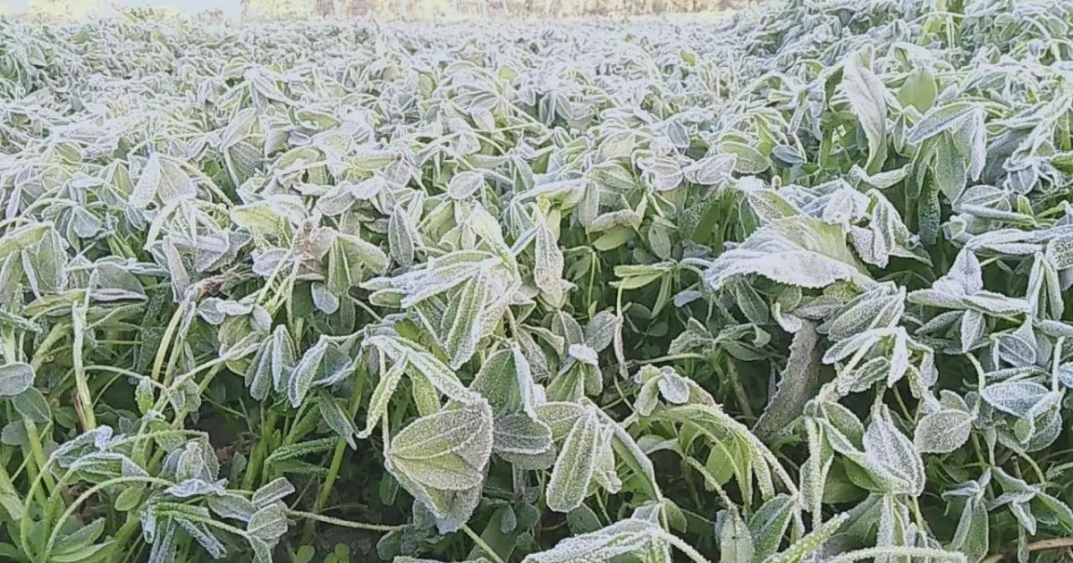 Measures to protect crops from frost in winter